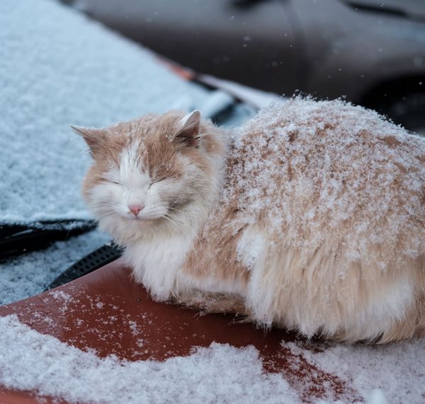 Katze schläft in der Kälte
