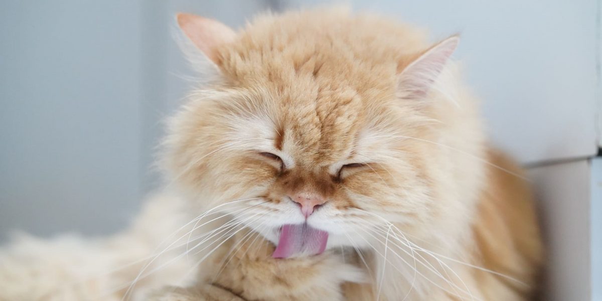 Sodbrennen bei Katzen
