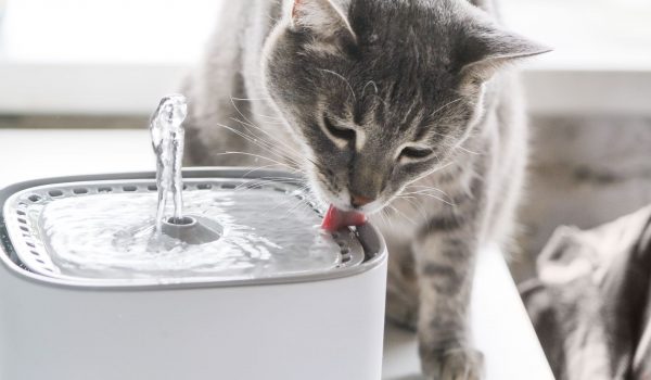 Katze trinkt aus Trinkbrunnen