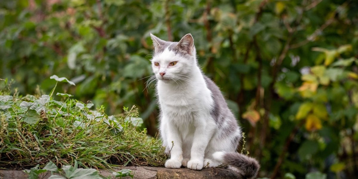 Katze zugelaufen