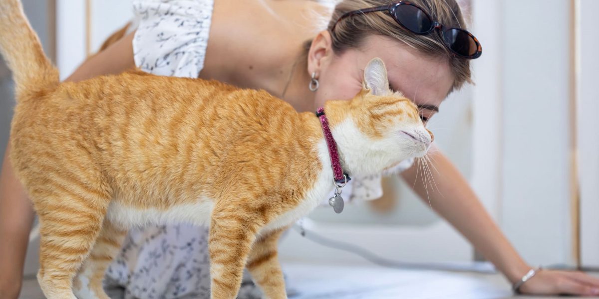 Katzenbetreuung im Urlaub