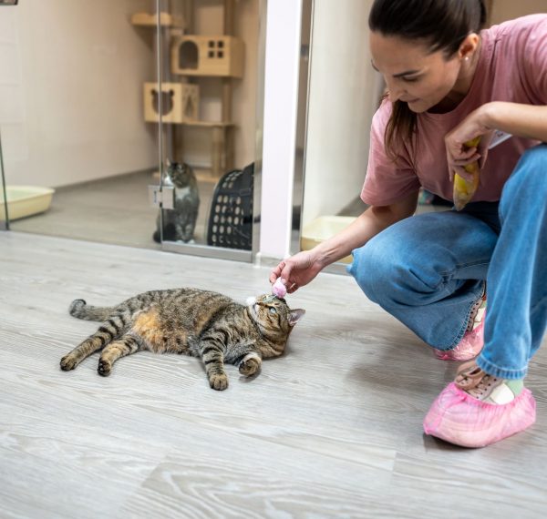 Katze in einer Katzenpension