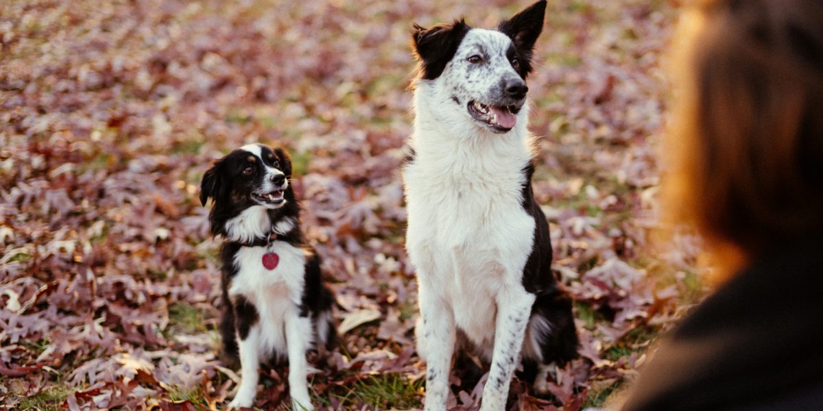 Hunde auf Laubwiese