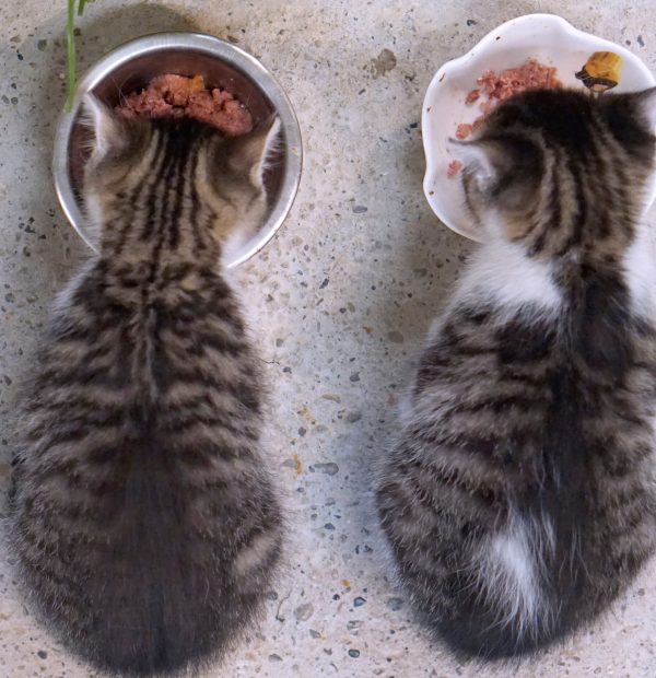 kitten-futtermenge