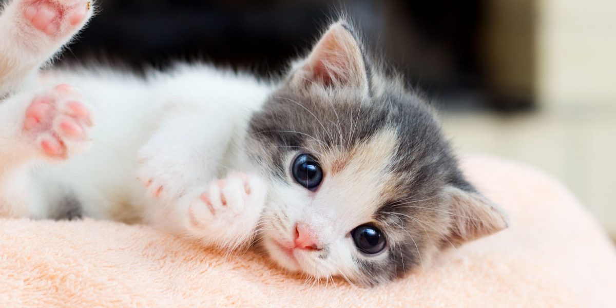 Geschlecht von Kitten erkennen