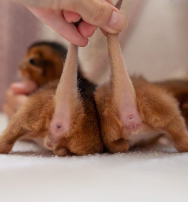 Geschlecht bei Kitten durch Unterschiede erkennen