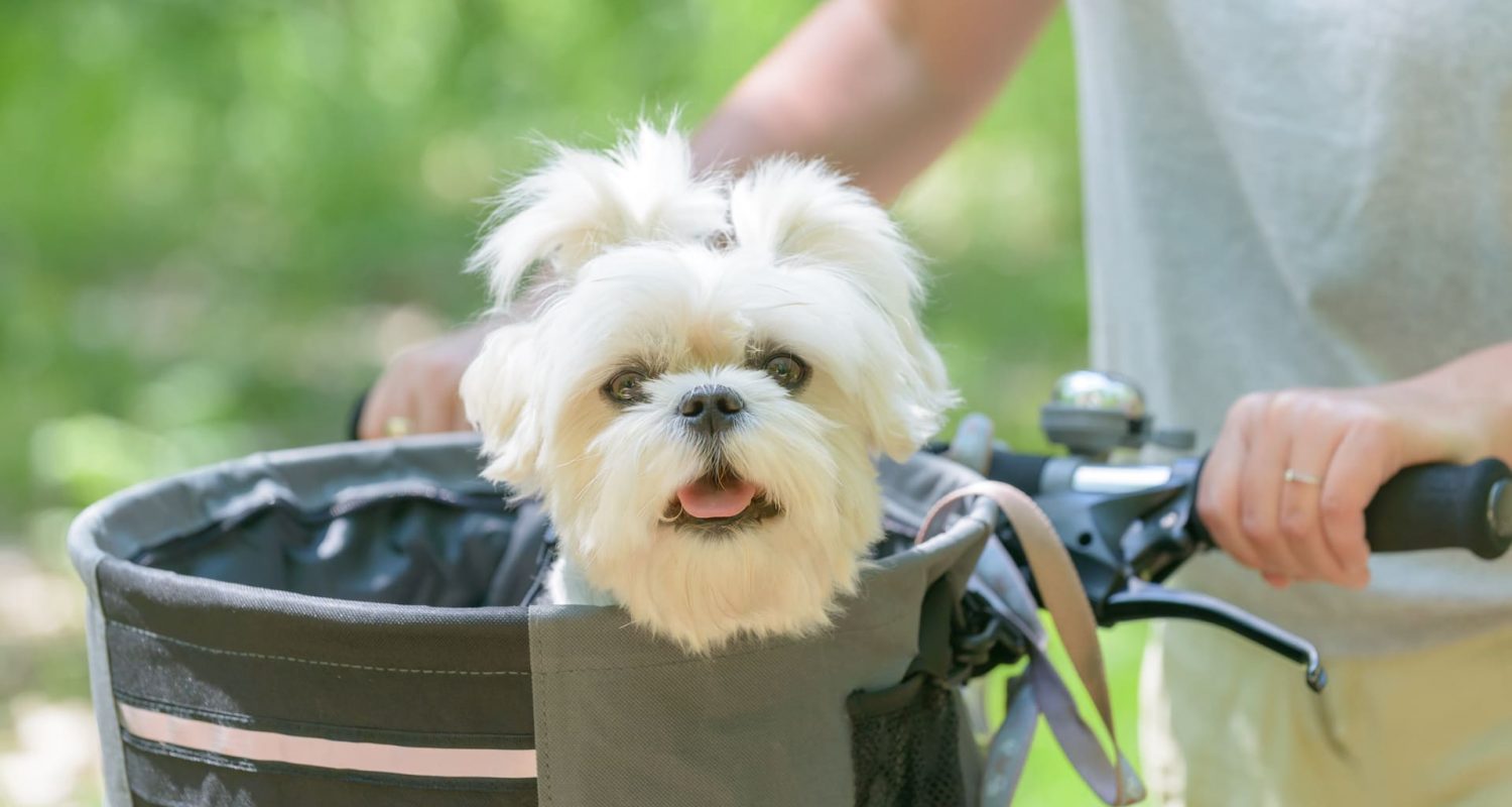 Ein kleiner Hund im Fahrradkorb