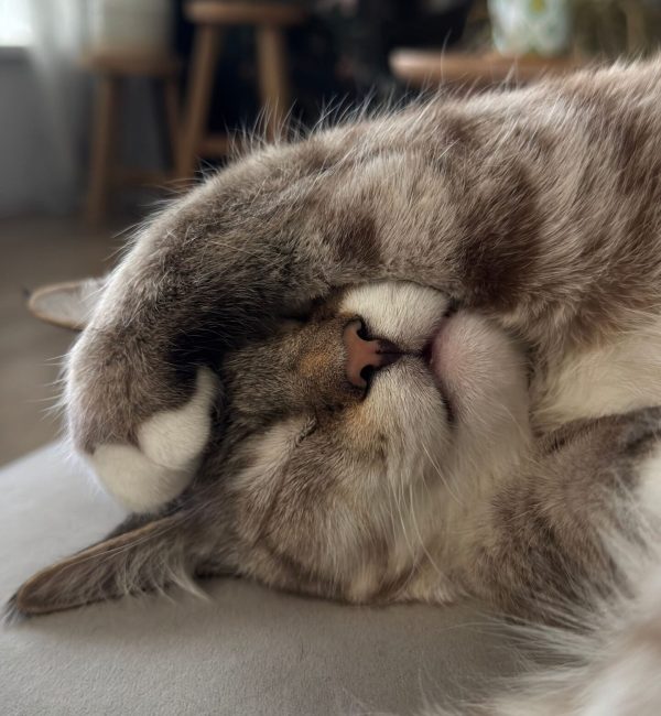 muede-katze-taurinmangel