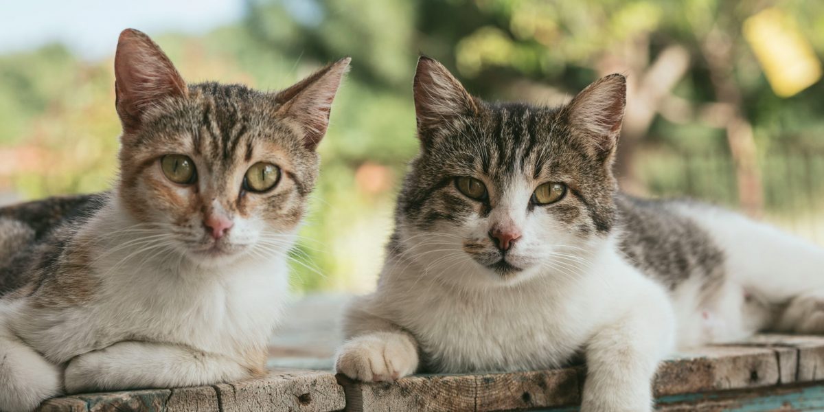 zwei Katzen auf Holzbrett