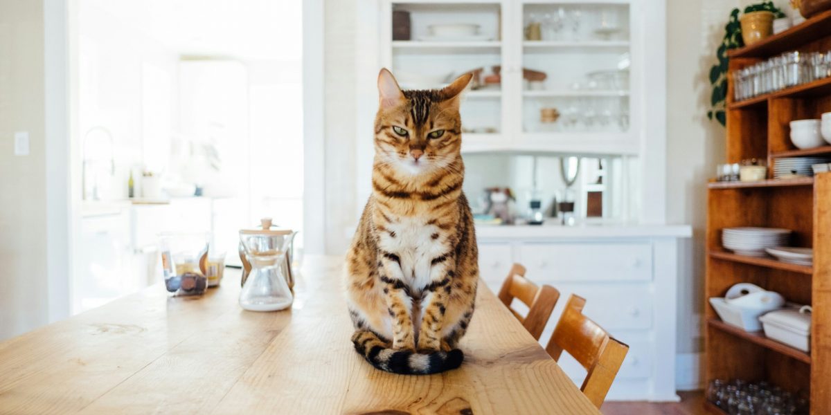 Katze auf Tisch