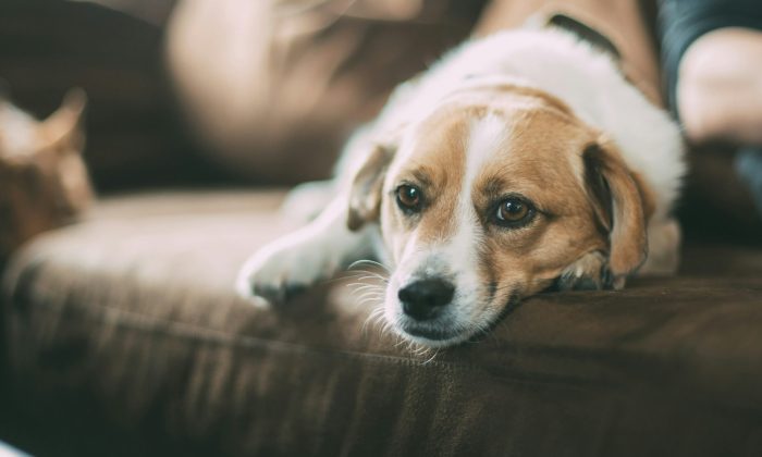 Hund auf Sofa