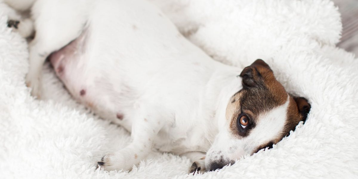 Scheinschwangerschaft beim Hund