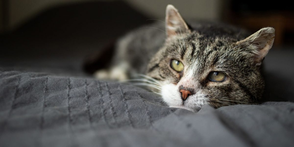 Schilddrüsenüberfunktion bei Katzen