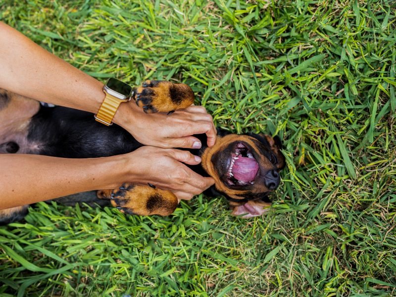Top view of a happy dog playing and being petted by owner while lying outdoors on the grass in the daytime.
