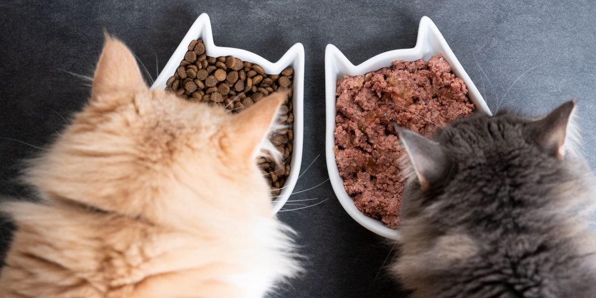 Taurin ist lebenswichtig für Katzen